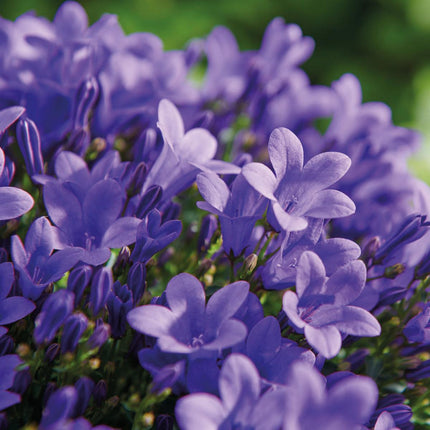 Campanula Addenda Ambella Viola Intenso - Fioriera da balcone bianca con 3 campanule Ø12cm - con sistema di sospensione - Campanula viola - perenni