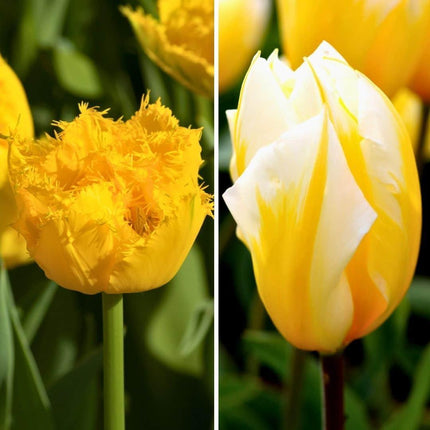 Bulbes de fleurs Amsterdam - Yellow Splash - 30 bulbes de fleurs - Taille 12+