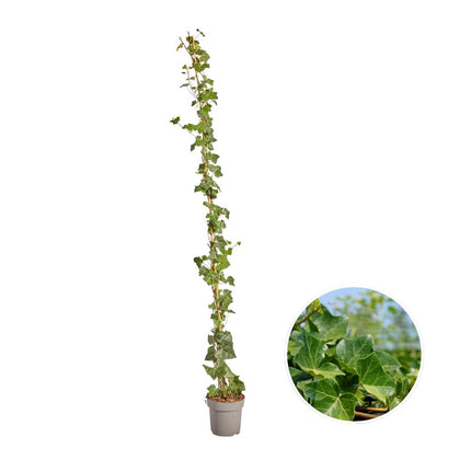 Hedera Hibernica - Ivy - Stalked - ↕150-175 cm