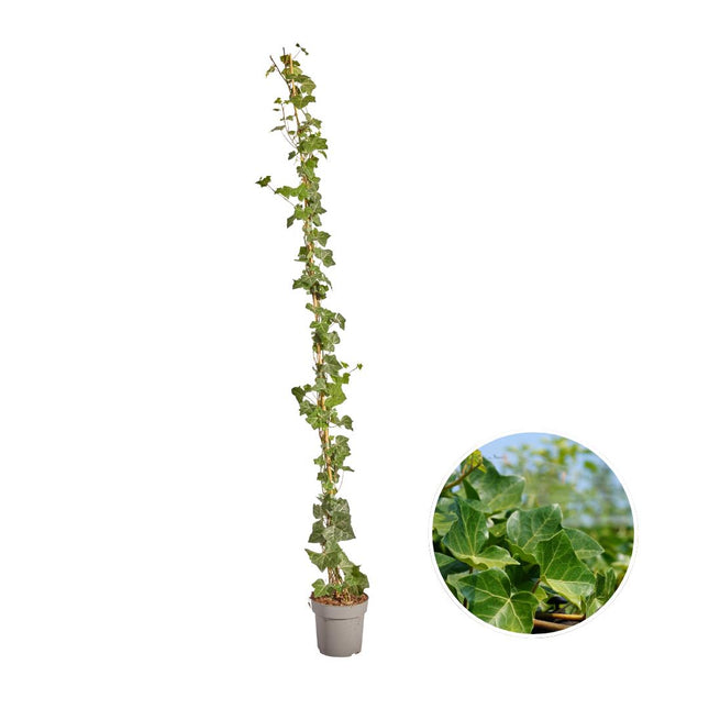 Hedera Hibernica - Ivy - Stalked - ↕150-175 cm