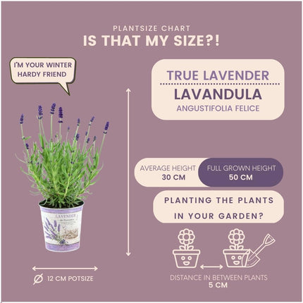 Lavandula Angustifolia Felice® w doniczce dekoracyjnej „Lawendowy nadruk” - Ø13cm - Rośliny Lawendy - 3x