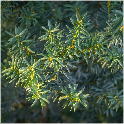 Takshæk - Taxus media Groenland - 1 meter - Sæt med 6 hårdføre hækplanter - Stedsegrøn hæk