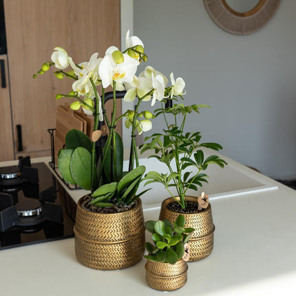 Kolibri Home | Groove flower pot - Gold ceramic decorative pot - pot size - Ø6cm