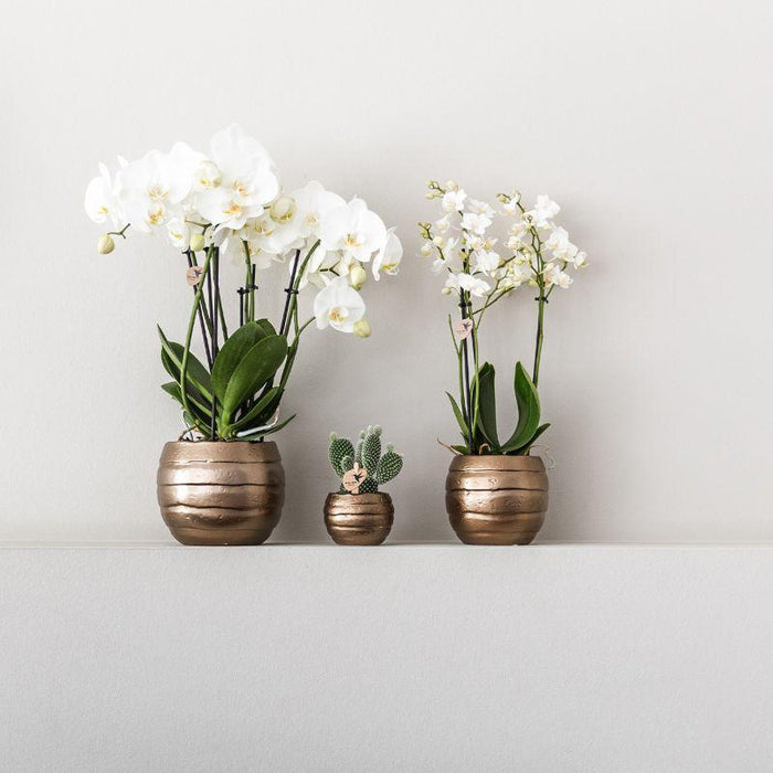 Plantenset Home Hub grey small - Groene planten met witte Phalaenopsis orchidee in koperkleurige sierpotten en zwart dienblad