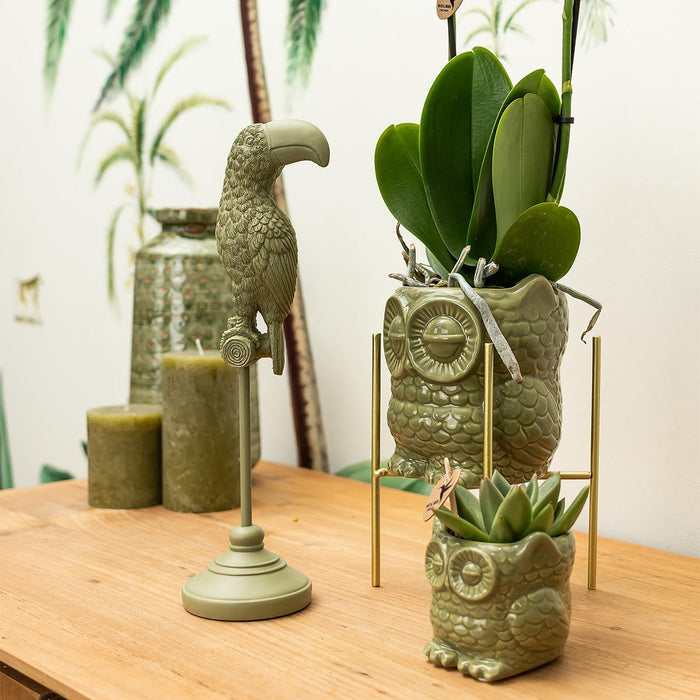 Planten set Owl green - Set met witte Phalaenopsis Orchidee Ø9cm en groene plant Succulent Ø6cm - incl. keramieken sierpotten