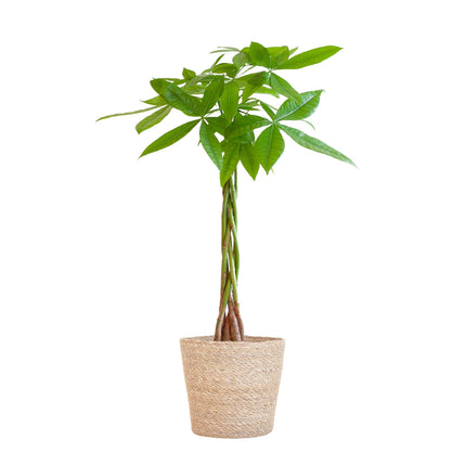 Pachira Aquatica - Money Tree - with Sofia basket natural - ↕80cm - Ø21cm