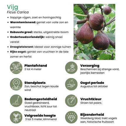 Ficus Carica - Organiczne drzewa figowe - ↕20cm - Ø13cm - 3x