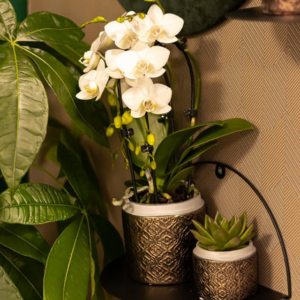 Weiße Phalaenopsis-Orchidee – Niagara Fall – Ø 9 cm – Blühende Zimmerpflanze