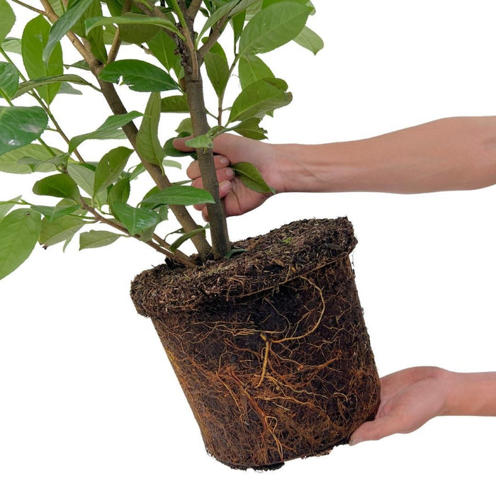Grote Laurierkers Rotundifolia voor 10 strekkende meter haag - 12L - 25x - ↕100-125 cm