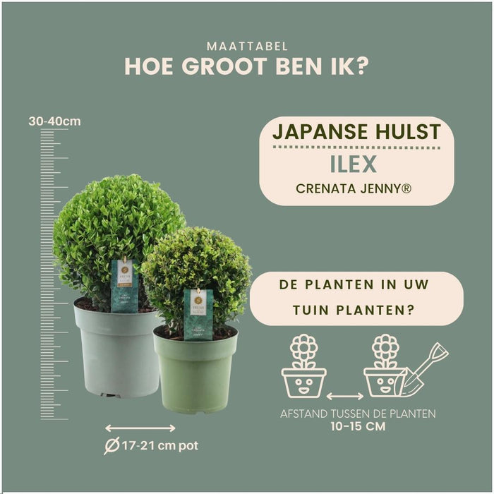 Ilex crenata 'Jenny' bol Ø20cm + 1x bol Ø25cm - 2x