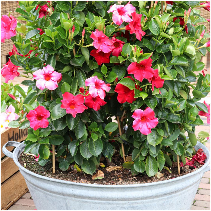 Dipladenia Red - Mandevilla Red - ↕25cm - Ø12cm - 6x