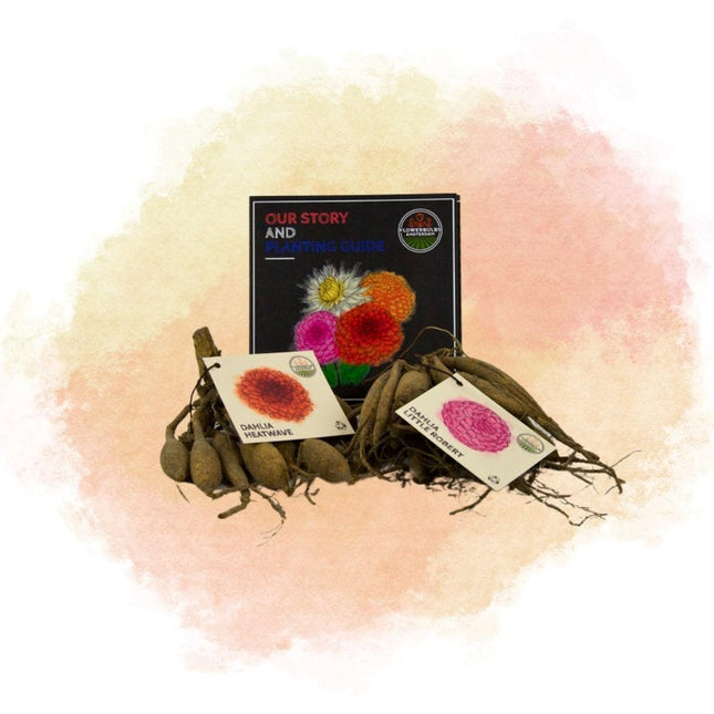 Bulbi di dalia | Mix di fiori da esterno Happiness, 12 tuberi di dalia Little Robert e 12 tuberi di dalia Heatwave per 4 m²
