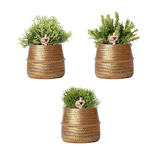 Planten set - met 3 Rhipsalis mix - incl. keramieken sierpotten - Ø9cm - Kolibri Greens