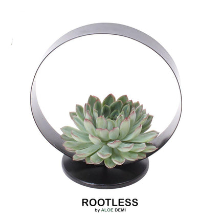 Plante succulente sans racines Echeveria Pulidonis sur support de table décoratif - ↕20cm - Ø20cm