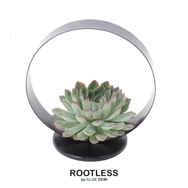 Suculenta sin raíces Echeveria Pulidonis sobre soporte de mesa decorativo - ↕20cm - Ø20cm