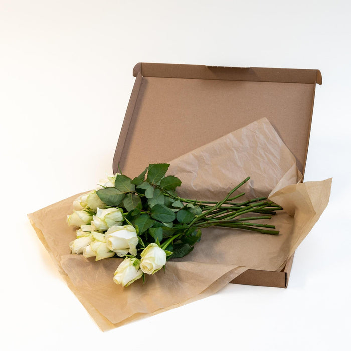 Letterbox Roses White - ↕35cm