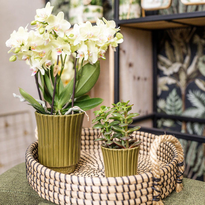 Gele Phalaenopsis orchidee - Mexico in Retro sierpot groen - Ø9cm - ↕35cm - Bloeiende kamerplant