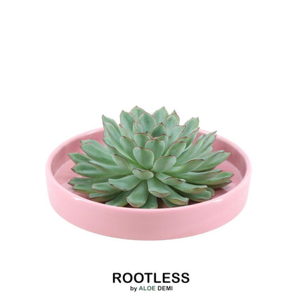 ROOTLESS Succulent Echeveria Pulidonis in 'pink' bowl - ↕5cm - Ø20cm