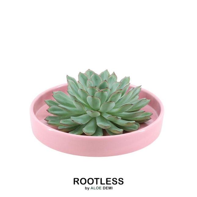 Suculenta sin raíces Echeveria Pulidonis en maceta rosa - ↕5cm - Ø20cm
