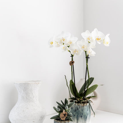 Kolibri Home | Sky pot - Ø6cm