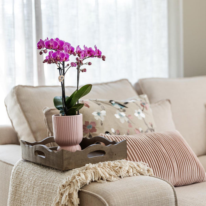 Roze paarse phalaenopsis orchidee - El Salvador + Diabolo pink - Ø9cm - Bloeiende kamerplant