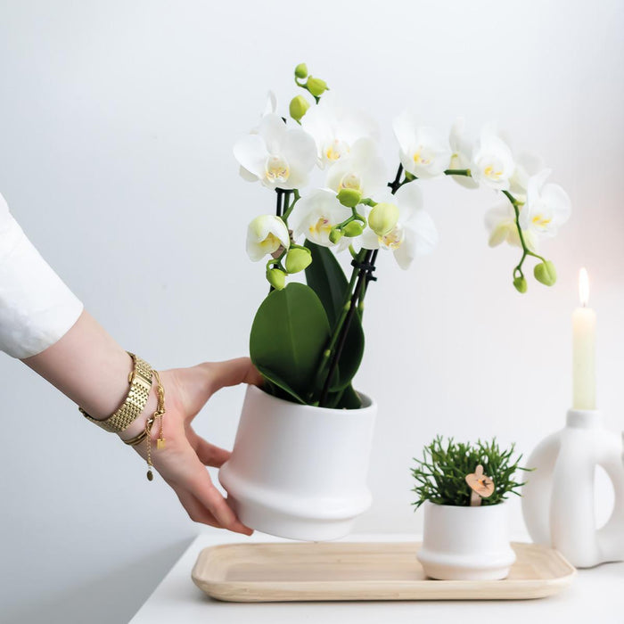 Witte Phalaenopsis orchideeën - Amabilis - 2x - Ø9cm - Bloeiende kamerplant