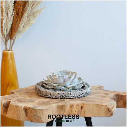 RODLESS Sukkulent Echeveria Lilacina i 'Beton' skål - ↕5cm - Ø20cm