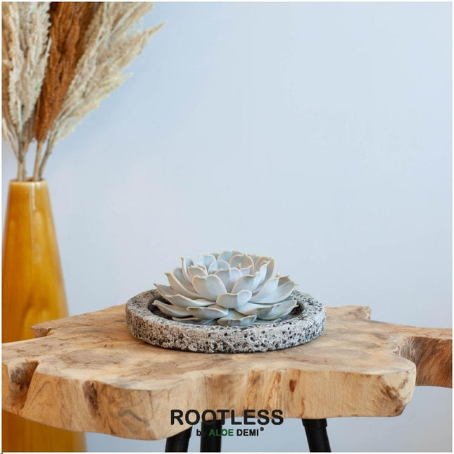 Suculenta sin raíces Echeveria Lilacina en maceta de hormigón - ↕5cm - Ø20cm