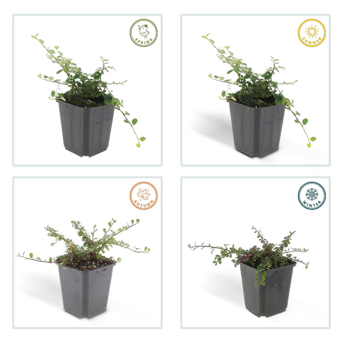 Cotoneaster prostratus 'Queen of Carpets' - ↕25cm - Ø9cm - 12x