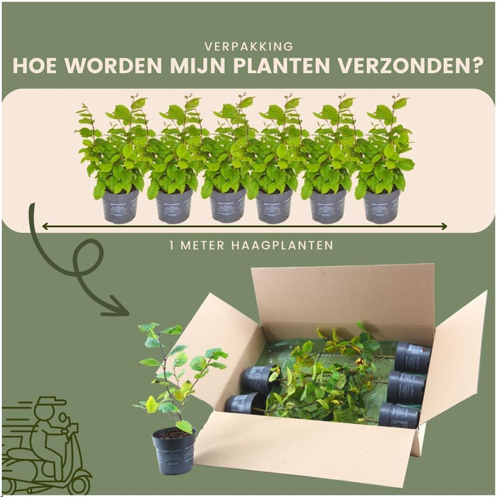 Haagbeuk 1 meter - Carpinus Betulus - Set van 6 winterharde haagplanten - Bladverliezende haag
