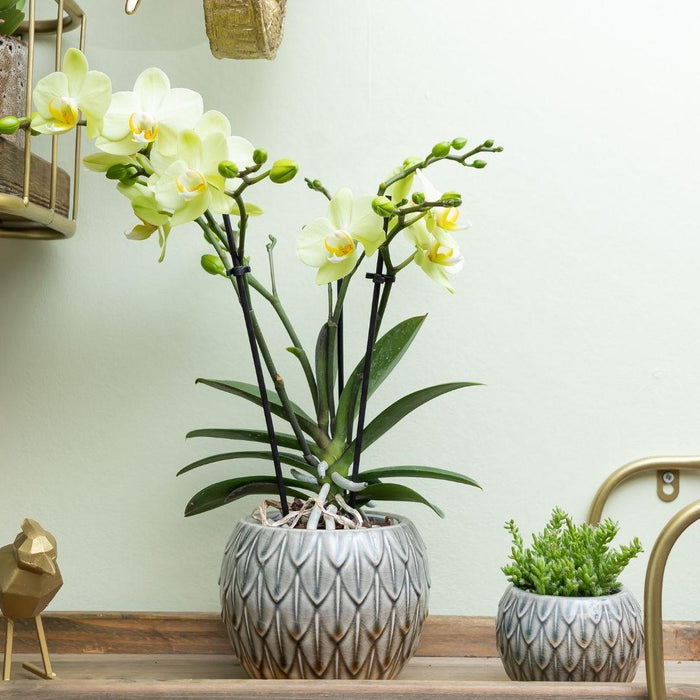 Gele Phalaenopsis orchidee - Mexico - Ø9cm - Bloeiende kamerplant
