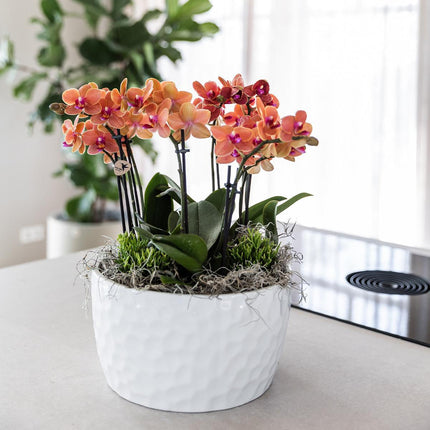 Orange plantesæt i honningskål inkl. vandreservoir - Tre orange Bolzano-orkideer 9 cm og tre grønne Rhipsalis-planter | Junglebuket orange med selvstændig vandreservoir