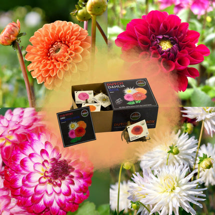 Dahlia Bollen | Luxe Box Medium, set van 4 Dutch dahlia's