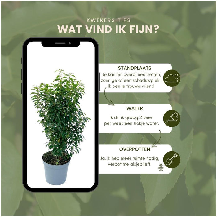 Portugese Laurierkers planten voor 10 strekkende meter haag - ↕80-100 cm in 12 liter pot - 25x