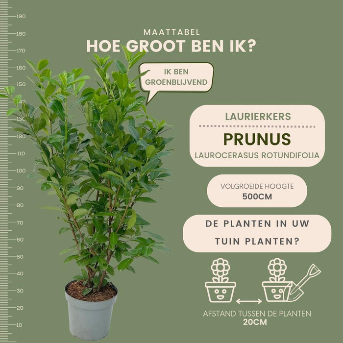 Grote Laurierkers Rotundifolia voor 10 strekkende meter haag - 15L - 20x - ↕125-150 cm