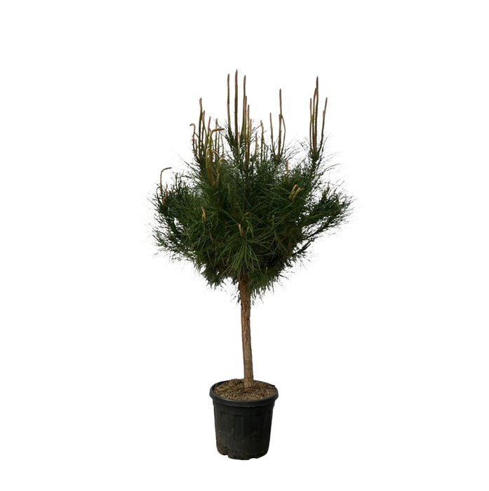 Pinus Pinea - ↕180cm - Ø40cm