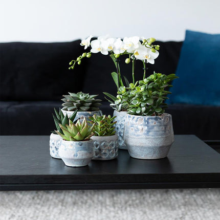 Vetplanten set van 4 succulenten - groene planten - Ø9cm - Kolibri Greens