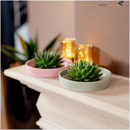 ROOTLESS Succulent Echeveria Pulidonis in 'pink' bowl - ↕5cm - Ø20cm