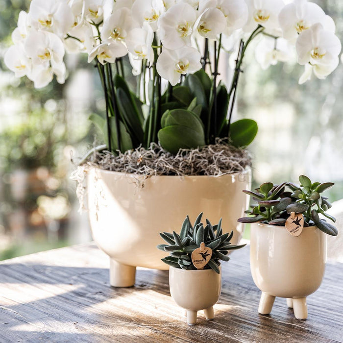 Witte plantenset in Gummy dish incl. waterreservoir | drie witte orchideeën | Mono Bouquet wit met zelfvoorzienend waterreservoir