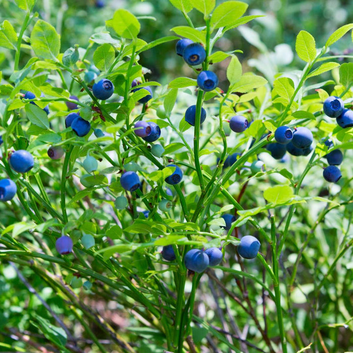 Bosbessenplanten - Vaccinium Corymbosum - Biologisch - ↕20cm - Ø13cm - 6x