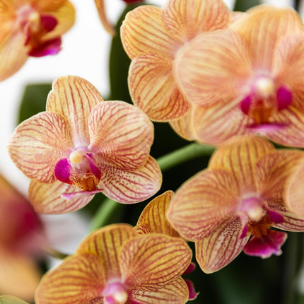 Orchidée Phalaenopsis orange - Jamaïque + Pot orange à rayures peintes - Ø9cm - Plante d'intérieur fleurie