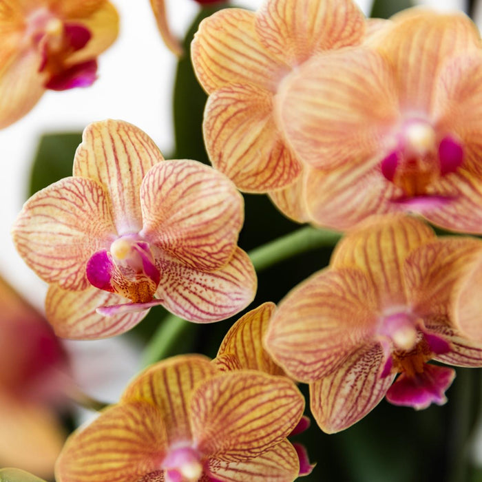Oranje Phalaenopsis orchidee - Jamaica + Painted Stripe pot oranje - Ø9cm - Bloeiende kamerplant