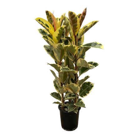 Ficus Elastica Tineke shrub - ↕140cm - Ø28cm