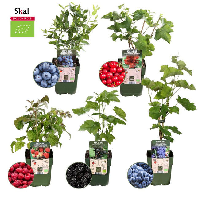 Bio-Obstpflanzenmischung – Set mit 5 verschiedenen Sorten „Fruchtoase“