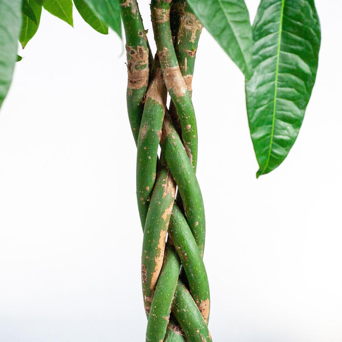 Pachira Aquatica XL - Geldboom - met mand Torun - ↕140cm - Ø27cm