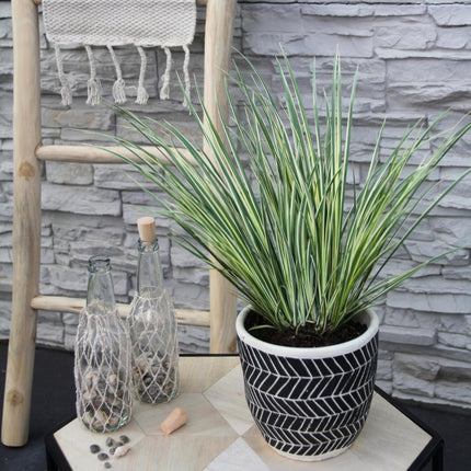 Acorus Gramineus 'Argenteostriatus' - Dværg Calamus - ↕30cm - Ø14cm - 3x
