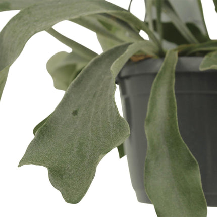 Kokodama Platycerium colgante - Helecho cuerno de ciervo - ↕35cm - Ø15cm - 2x