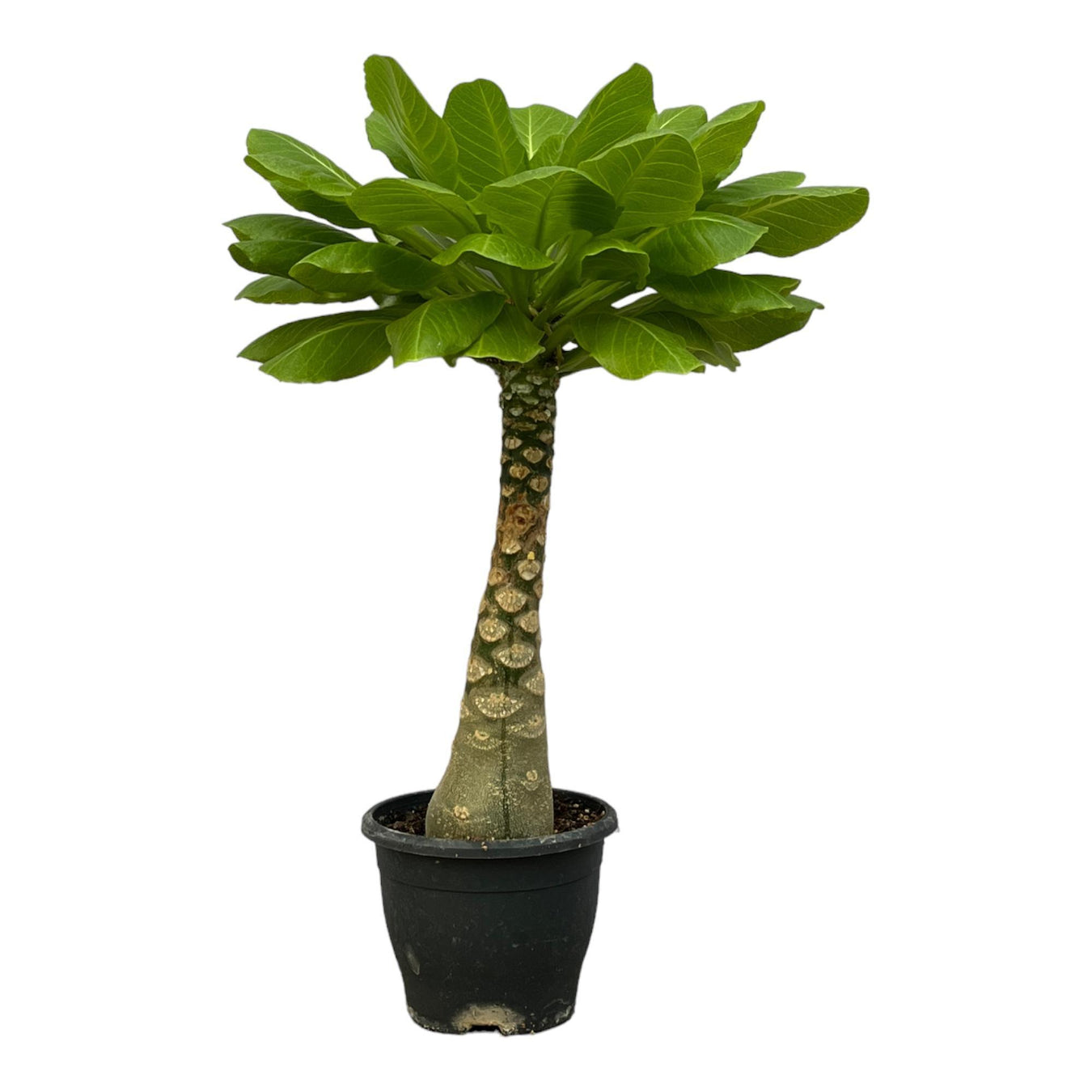 Planta de interior en un tallo