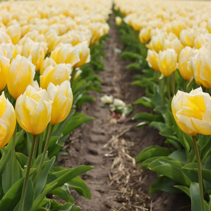 Bulbes de fleurs Amsterdam - Yellow Splash - 30 bulbes de fleurs - Taille 12+