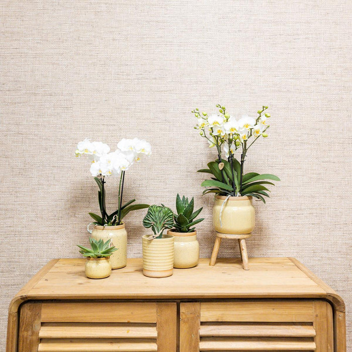 Groene plant met gele Phalaenopsis orchidee in Vintage khaki sierpotten en bamboe dienblad